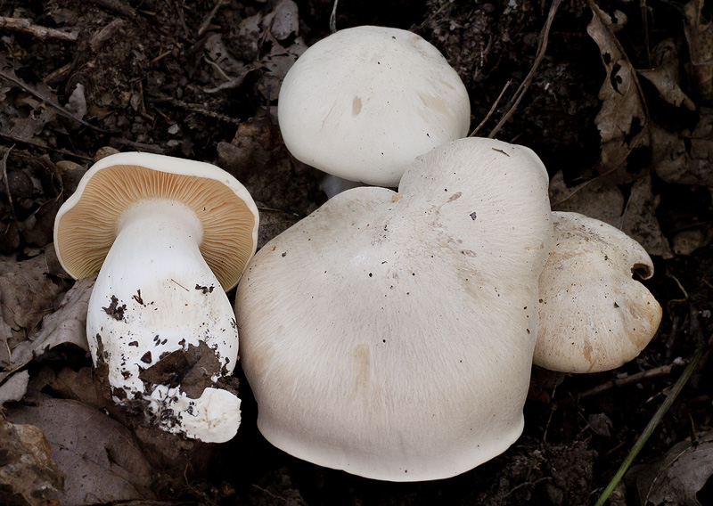 Entoloma sinuatum